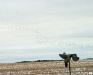 Just a few birds.